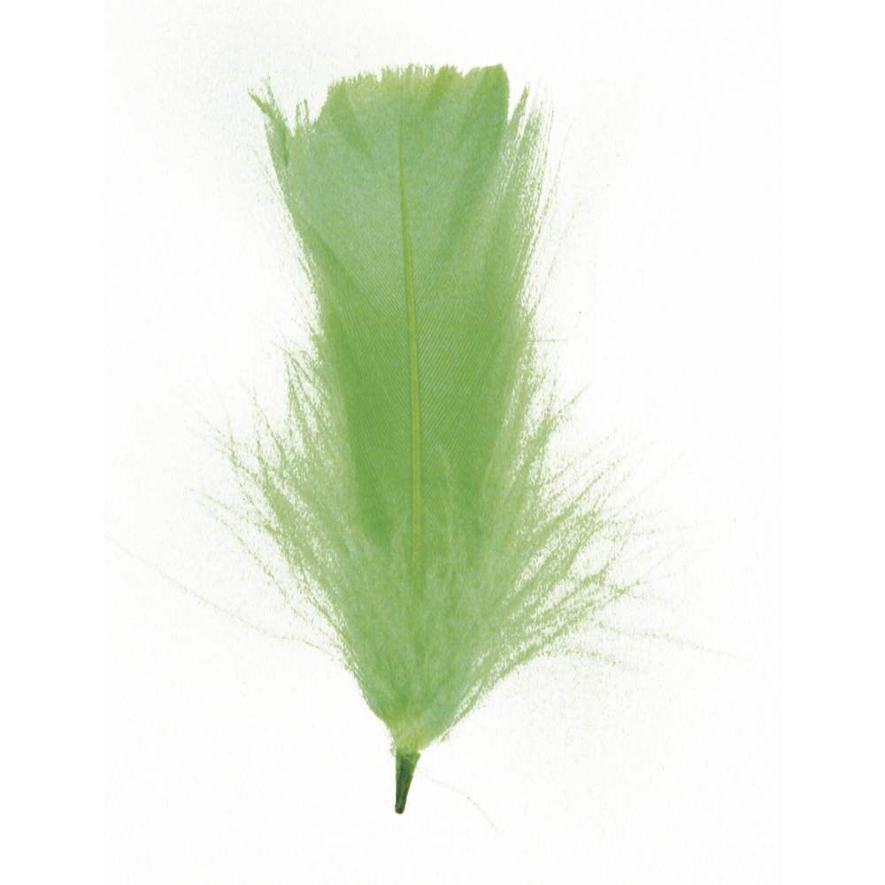 Plume Vert clair