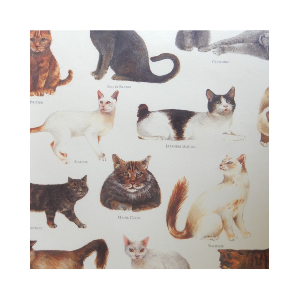 Papier B2 Chats