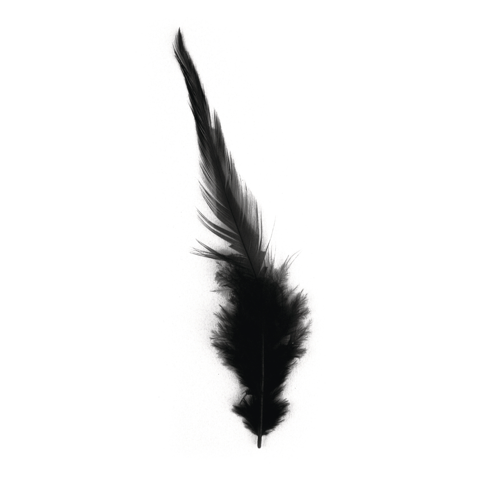 Plume Noir